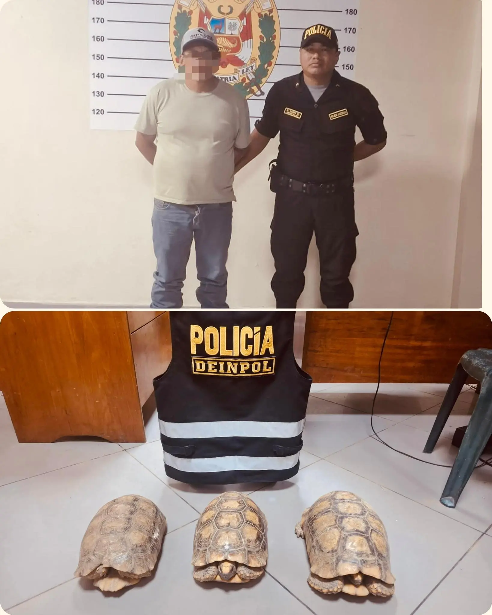 Ucayali: PNP detiene a hombre por presunto tráfico ilegal de fauna silvestre en Atalaya