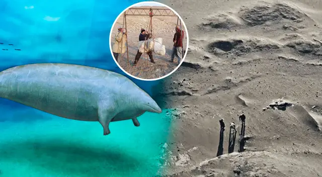 Descubren en Ica nueva especie de sardina fósil de ocho millones de años vinculada al Sistema de Humboldt