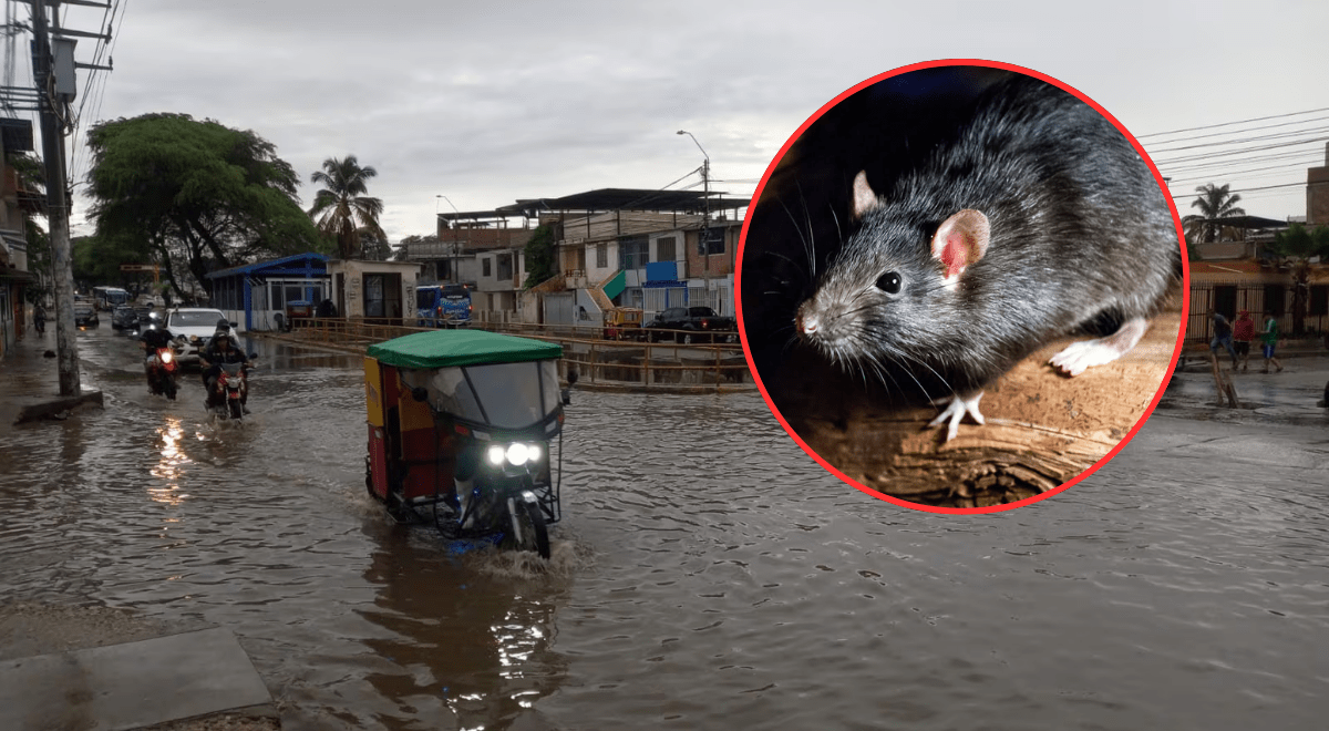 Alerta en Perú: leptospirosis deja 3 muertos y más de 800 casos confirmados en 2026