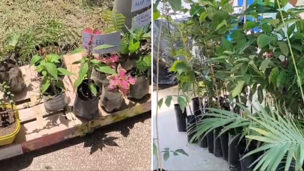 Ica entrega más de 2 mil plantas y árboles para enfrentar el calor