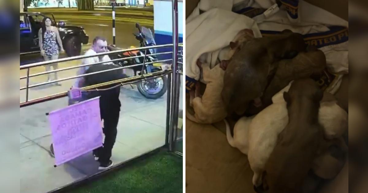 Veterinario es agredido en Surco tras impedir abandono de ocho cachorros