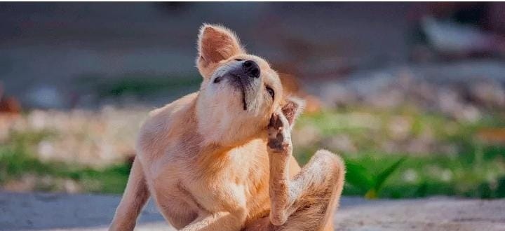 ¡Alerta de verano! Altas temperaturas incrementan casos de pulgas y garrapatas en mascotas