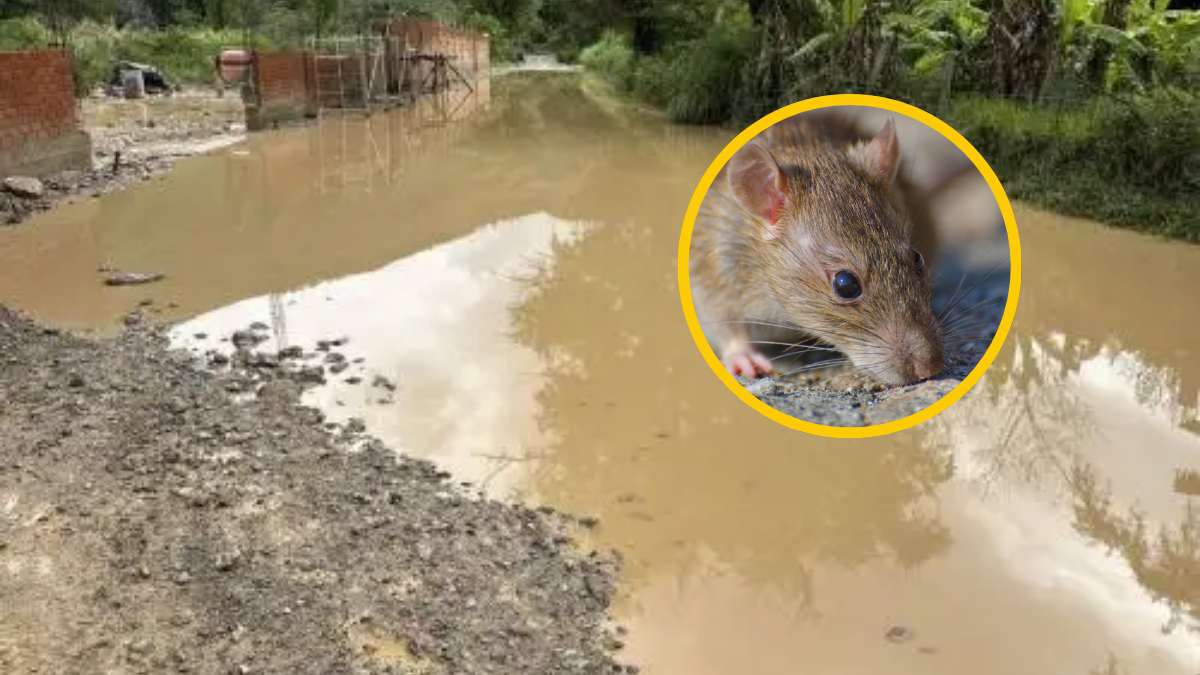 Leptospirosis en Perú: nueve fallecidos y alerta por contagios en varias regiones