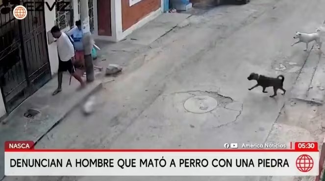 Indignación en Nasca: sujeto mata a perro tras golpearlo brutalmente con una piedra