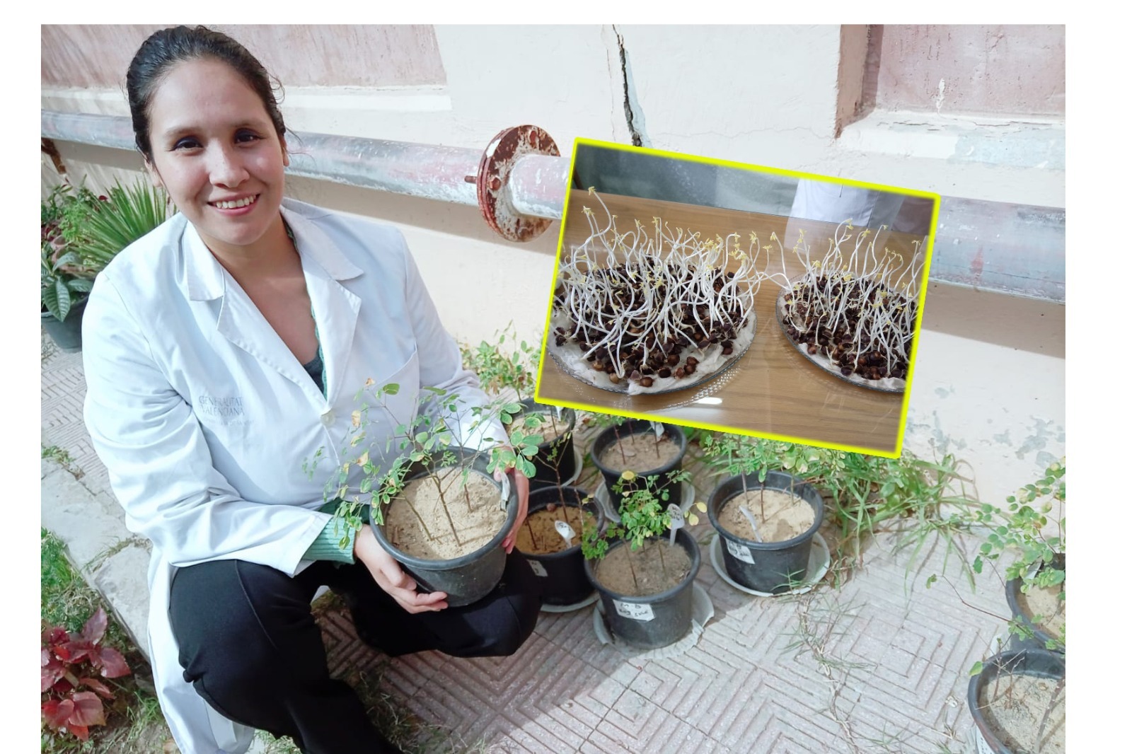 Investigación de la UNALM busca elaborar abono orgánico a partir de residuos de semillas de moringa
