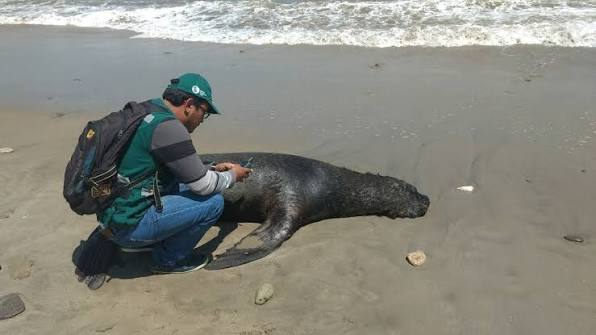 Alerta en Ica: muerte inusual de lobos marinos activa vigilancia en áreas protegidas