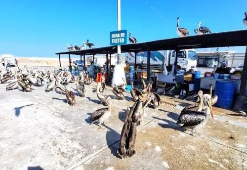 Invasión de pelícanos en terminal pesquero genera alerta sanitaria por falta de peces