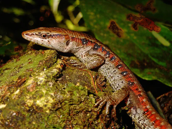 Descubren en Puno una nueva especie de lagartija