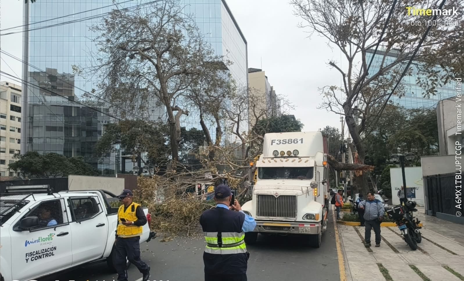 Camión daña histórico cedro que Chabuca Granda salvó en 1977