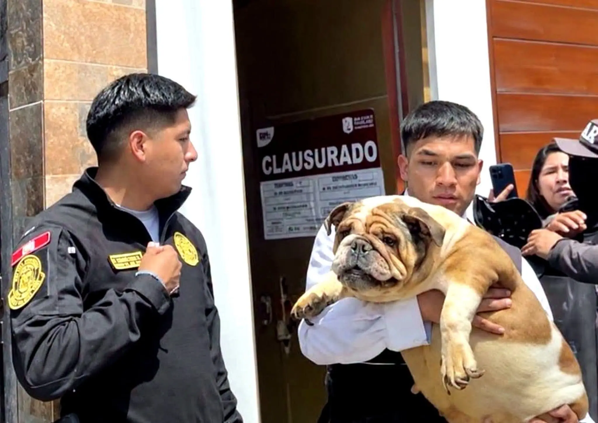 SJM: rescatan a 48 perros de presunto criadero clandestino