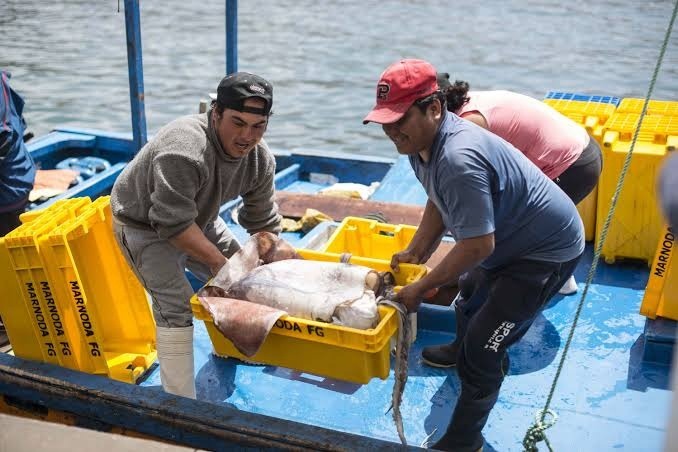 Exigen futuro sostenible  para el calamar gigante  en el Pacífico Sur