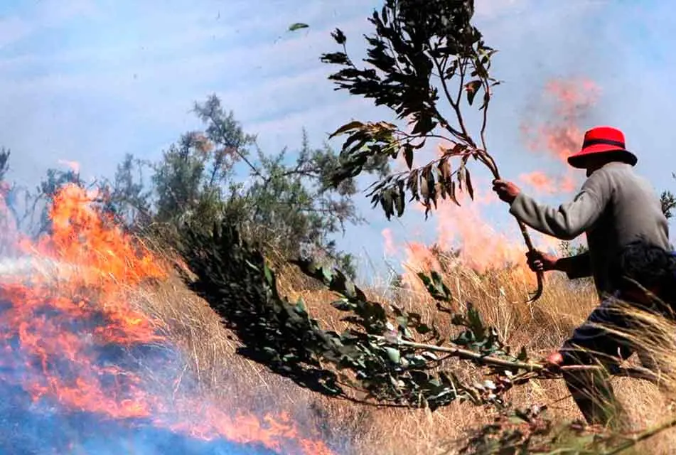 Incendios forestales en Puno dejan dos muertos y 22 heridos: casi 30 mil hectáreas de pastizales fueron destruidas