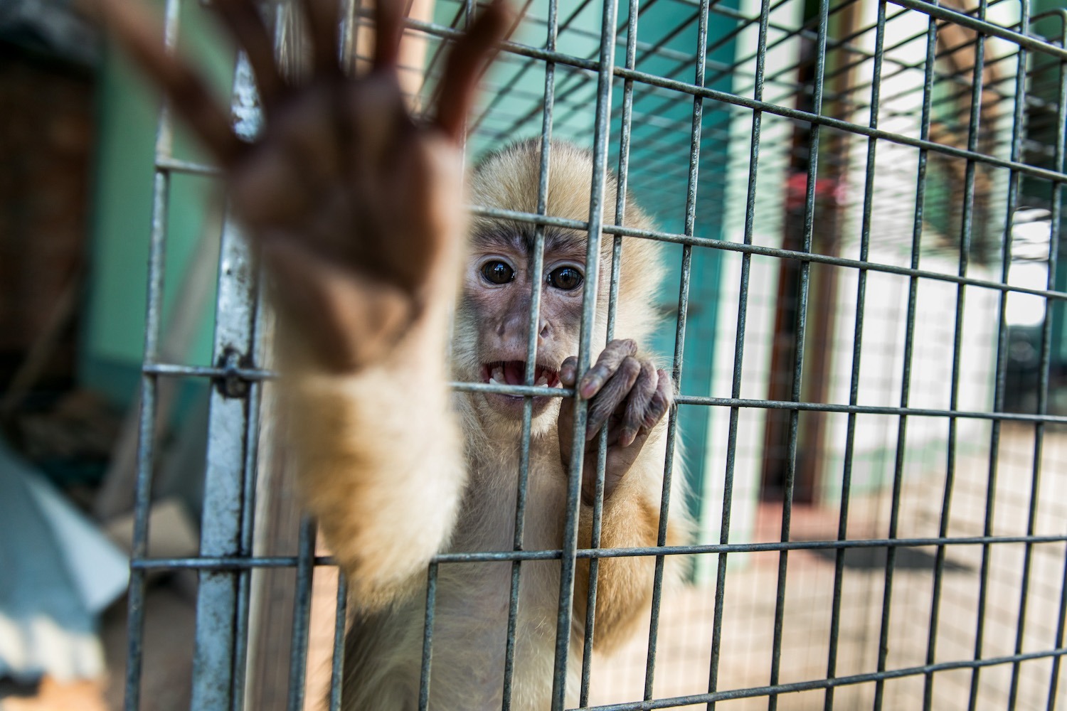 Documental revela cadena de crueldad en tráfico de fauna silvestre en Iquitos